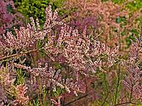 Tamarix ramosissima (var. rubra), tamarisk [IBR124602645]