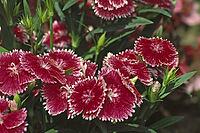Dianthus chinensis 'Parfait Rapsberry', carnation [IBR124602646]