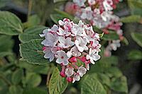 Viburnum carlesii 'Aurora', Fragrant snowball [IBR124602647]