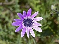 Anemone hortensis, star anemone [IBR124602648]