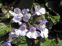 Haberlea rhodopensis (alpine flower) [IBR124602649]