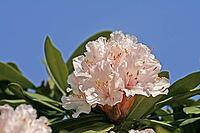 Rhododendron flowers [IBR124602650]