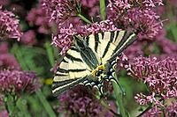 Iphiclides podalirius, sailing butterfly [IBR124602651]