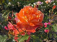 Rosa 'Westerland', shrub rose, cord 1969, golden yellow-orange-red, apricot [IBR124602652]