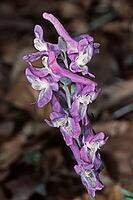 Corydalis cava, hollow lark spur [IBR124602653]