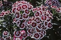 Dianthus barbatus, bearded carnation [IBR124602654]