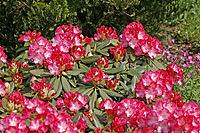 Rhododendron yakushimanum 'Fantastica' [IBR124602655]