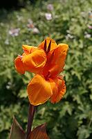 Canna indica, flower tube [IBR124602656]