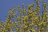 Acer platanoides, Norway maple [IBR124602657]