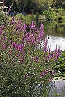 Lythrum salicaria 'eye candy, 'blood willow [IBR124602659]