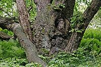 Corylus x columoides, tree hazel [IBR124602660]