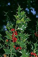 Ilex aquifolium, holly [IBR124602661]