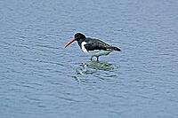 Oystercatcher, Haematopus ostralegus, oystercatcher [IBR124602662]