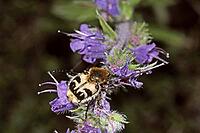 Trichius fasciatus, banded brush beetle [IBR124602663]
