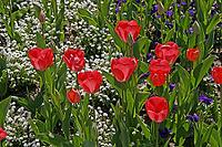Tulipa, tulips in the light [IBR124602664]