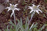 Leontopodium alpinum, edelweiss [IBR124602665]