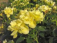 Rosa 'Michelangelo' [IBR124602666]