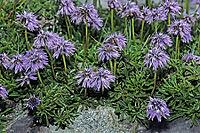 Globularia cordifolia, heart-leafed globular flower [IBR124602667]