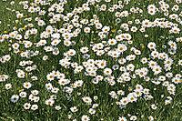 Leucanthemum vulgare, daisy [IBR124602668]