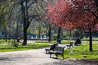 Belgrade, Serbia - March 29, 2014 - Tranquil spring park scene with benches and blossoming trees [IBR124626830]