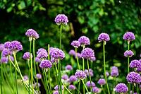 Vibrant purple allium flowers in bloom in summer garden [IBR124626832]