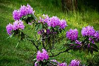 Beautiful blooming rhododendron on a sunny spring day for nature poster design [IBR124626833]