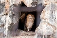 Barn owl resting in rocky cave habitat during daytime [IBR124626838]