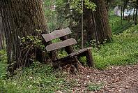 Rustic wooden bench in forest setting for nature-themed projects [IBR124626839]