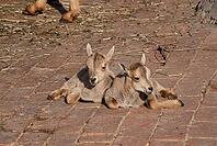 Baby goats resting on brick pathway in sunlit farm setting [IBR124626841]