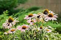 Vibrant coneflower blooms in a lush garden setting [IBR124626848]