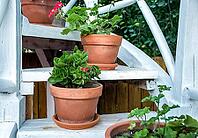 Kolomna, Russia - August 17, 2014 - Vibrant geraniums in terracotta pots on wooden garden stairs [IBR124626855]