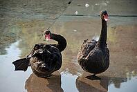 Two black swans in shallow water with reflections [IBR124626862]