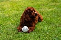 A curly-coated dog relaxes on a lush green lawn with a toy ball. the scene captures a playful and serene moment, the joy of outdoor activities for pets [IBR124626869]