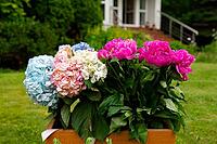 A vibrant arrangement of blue, pink, and white flowers in a wooden box set against a lush garden backdrop, conveying a sense of natural beauty and freshness [IBR124626876]