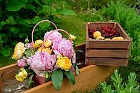 A charming summer garden scene featuring a basket of pink peonies and yellow roses alongside a wooden crate filled with fresh cherries and apricots. ideal for nature-inspired designs [IBR124626886]