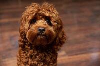 A cute, curly-haired dog with an attentive expression sits on a polished wooden floor, showcasing its fluffy coat and deep eyes. perfect for pet-themed designs or animal lovers [IBR124626896]