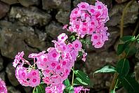 Vibrant pink phlox blossoms against stone wall in sunlit garden [IBR124626911]