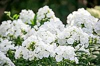 Abundant white flowers in lush garden setting [IBR124626916]