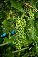 Lush green grapes on vine with dense foliage in vineyard setting [IBR124626920]