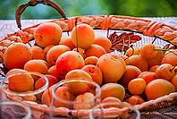Basket of fresh apricots on lace tablecloth in warm sunlight [IBR124626922]