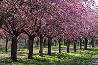 Cherry blossoms on the former wall strip between the Berlin district of Lichterfelde and Teltow, Berlin, 21.04.2026 < english> Cherry blossoms on the former Berlin Wall Strip between the Berlin districts of Lichterfelde and Teltow, April 21, 2026 [IBR124626925]