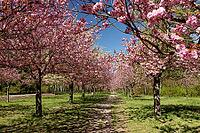 Cherry blossoms on the former wall strip between the Berlin district of Lichterfelde and Teltow, Berlin, 21.04.2026 < english> Cherry blossoms on the former Berlin Wall Strip between the Berlin districts of Lichterfelde and Teltow, April 21, 2026 [IBR124626926]