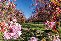 Cherry blossoms on the former wall strip between the Berlin district of Lichterfelde and Teltow, Berlin, 21.04.2026 < english> Cherry blossoms on the former Berlin Wall Strip between the Berlin districts of Lichterfelde and Teltow, April 21, 2026 [IBR124626927]