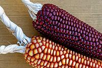 Dried maize cobs (Zea mays), Loureira, Leiria district, Centro region, Portugal [IBR124629034]