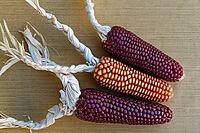 Dried maize cobs (Zea mays), Loureira, Leiria district, Centro region, Portugal [IBR124629035]