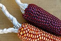 Dried maize cobs (Zea mays), Loureira, Leiria district, Centro region, Portugal [IBR124629037]