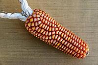 Dried maize cobs (Zea mays), Loureira, Leiria district, Centro region, Portugal [IBR124629040]