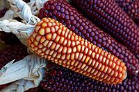 Dried maize cobs (Zea mays), Loureira, Leiria district, Centro region, Portugal [IBR124629044]