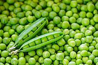 Peas (Pisum sativum), Loureira, Leiria district, Centro region, Portugal [IBR124629046]