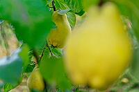 Quinces (Cydonia oblonga) hanging on the tree, Kempen, North Rhine-Westphalia, Germany [IBR124629047]